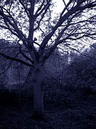 bluarbre