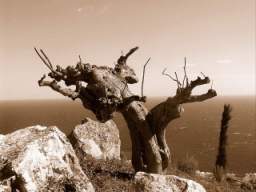 ecorche