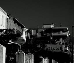 mouette