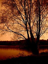 oranfetree