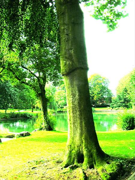 arbre