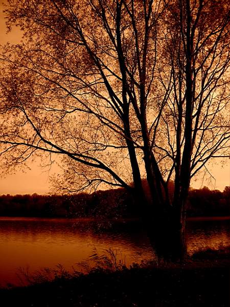 orangetree